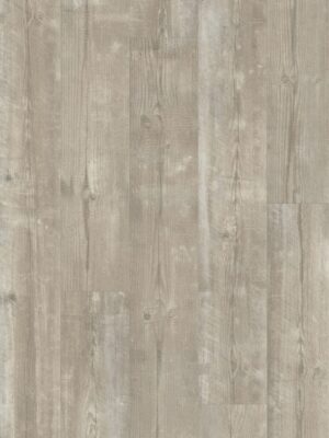 Утренняя сосна — изображение 4