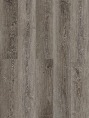 Дуб Шпиц — изображение 1