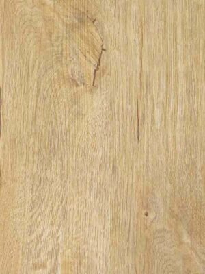 Дуб кавказский — изображение 1