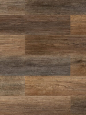 Дуб островной — изображение 1