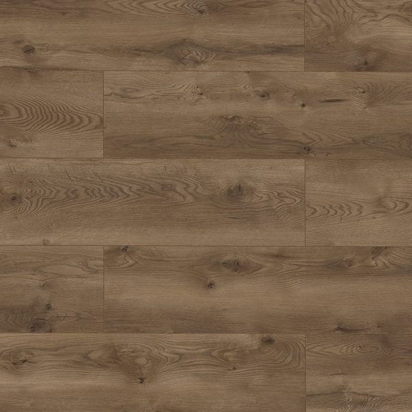 63110 Дуб Сиена