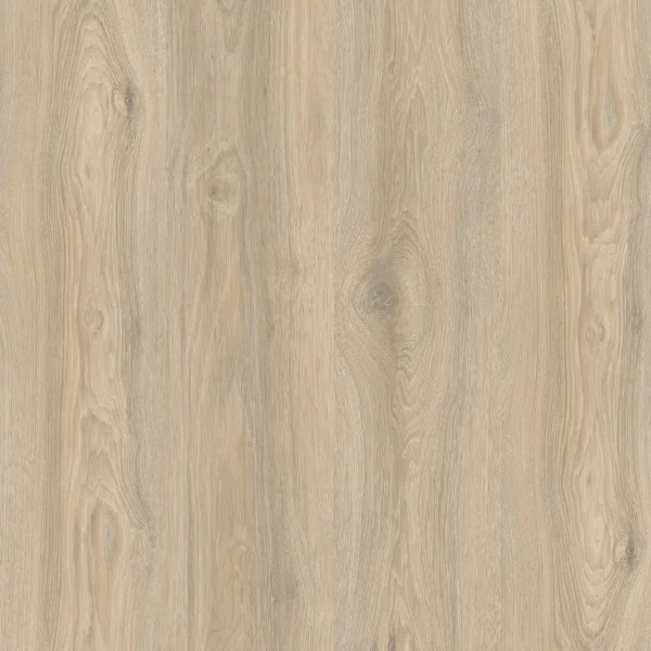 Дуб Кедровый