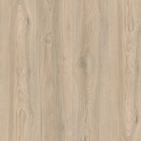 Дуб Кедровый 1